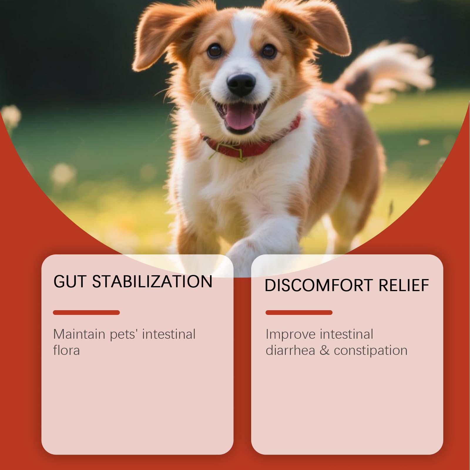 犬用プロバイオティクス粉末 腸内環境サポート 消化器系の健康 - Health Wellness Vitality のレビューと価格